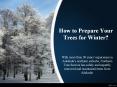 How to Prepare Your Trees for Winter? PowerPoint PPT Presentation