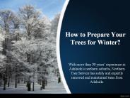 How to Prepare Your Trees for Winter?