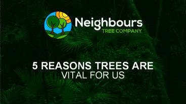 5 reasons trees are vital for us