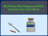 westieinsiderMy Westie Was Diagnosed With Diabetes The First Week