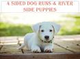 4 Sided Dog Runs & River Side Puppies PowerPoint PPT Presentation
