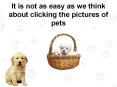 It is not as easy as we think about clicking the pictures of pets. (1) PowerPoint PPT Presentation