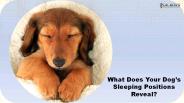 What Does Your Dog’s Sleeping Positions Reveal?