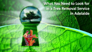 What You Need to Look for in a Tree Removal Service in Adelaide ...