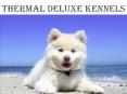 Thermal Deluxe Kennels & River Side Puppies PowerPoint PPT Presentation