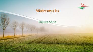 Sakura Muskmelon- F1 Gulkhand-84 (1)