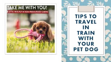 Pet Shipping services