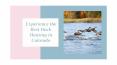 Experience the Best Duck Hunting in Colorado PowerPoint PPT Presentation