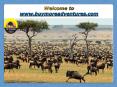 Experience the Great Migration in Masai Mara That Host Abundant Wildlife PowerPoint PPT Presentation
