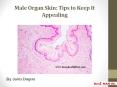 Male Organ Skin: Tips to Keep It Appealing PowerPoint PPT Presentation