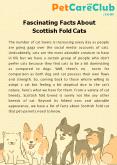 Fascinating Facts About Scottish Fold Cats PowerPoint PPT Presentation