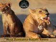 Best Tanzania Safari Tours PowerPoint PPT Presentation