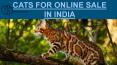 Cats For Sale Online in Bangalore | Cats For Sale Online in Delhi