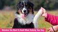 Dog Training Tips: Mistakes You Need To Avoid When Training Your Dog PowerPoint PPT Presentation
