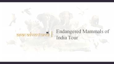 Endangered Mammals of India Tour (1)