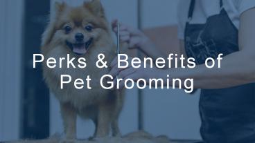 Perks & Benefits of Pet Grooming