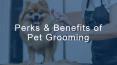 Perks & Benefits of Pet Grooming PowerPoint PPT Presentation