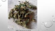See What Reggie Weed Looks Like