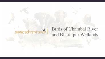 Birds of chambal river and bharatpur wetlands