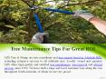 Tree Maintenance Tips For Great ROI PowerPoint PPT Presentation