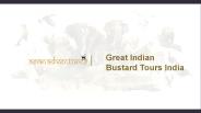 Great Indian Bustard Tours India