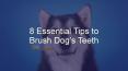 8 Essential Tips to Brush Dog’s Teeth PowerPoint PPT Presentation