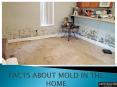 surprising facts about mold in the home PowerPoint PPT Presentation