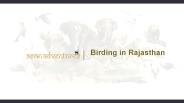 birding in rajasthan