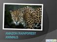 Amazon Rainforest Animals PowerPoint PPT Presentation
