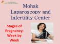 Stages of Pregnancy: Week by Week PowerPoint PPT Presentation
