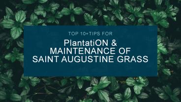 Top 10+Tips for Plantation and Maintenance of Saint Augustine Grass!