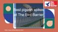 Choose best pigeon spikes online at The Bird Barrier PowerPoint PPT Presentation