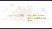 Big Cats of India