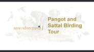 Pangot and sattal birding tour