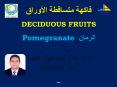الرمان  Pomegranate PowerPoint PPT Presentation