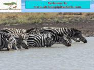 Safari Trips in Kenya