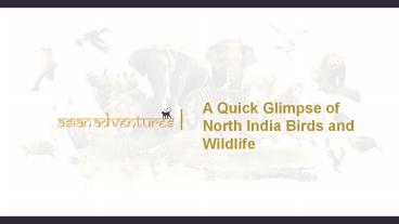 A Quick Glimpse of North India Birds and Wildlife