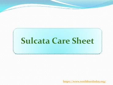 Sulcata Care Sheet