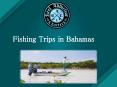 Enjoy the Best Fishing Trips in Bahamas PowerPoint PPT Presentation