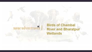 bird photography in chambal and bharatpur