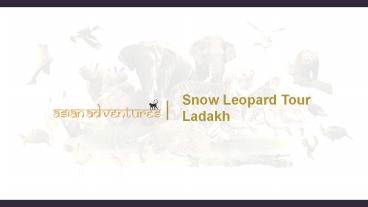 Snow leopard tour ladakh