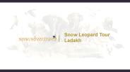 Snow leopard tour ladakh