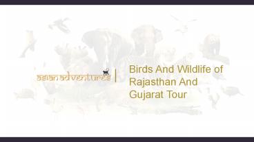 birding tours in rajasthan and gujarat