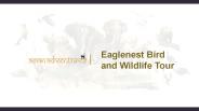 Eaglenest Bird and Wildlife Tour india