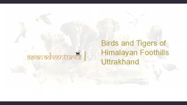 Birds and tigers of himalayan foothills uttrakhand