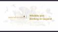 Wildlife and birding in gujarat PowerPoint PPT Presentation