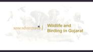 Wildlife and birding in gujarat