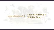 birding in gujarat