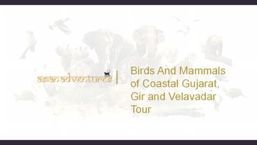 birding in gujarat india