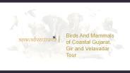 birding in gujarat india
